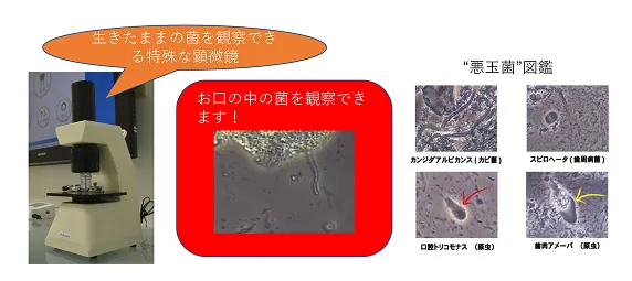 位相差顕微鏡検査